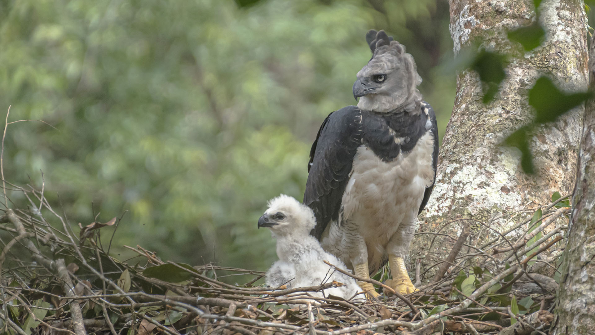 Birding and Harping